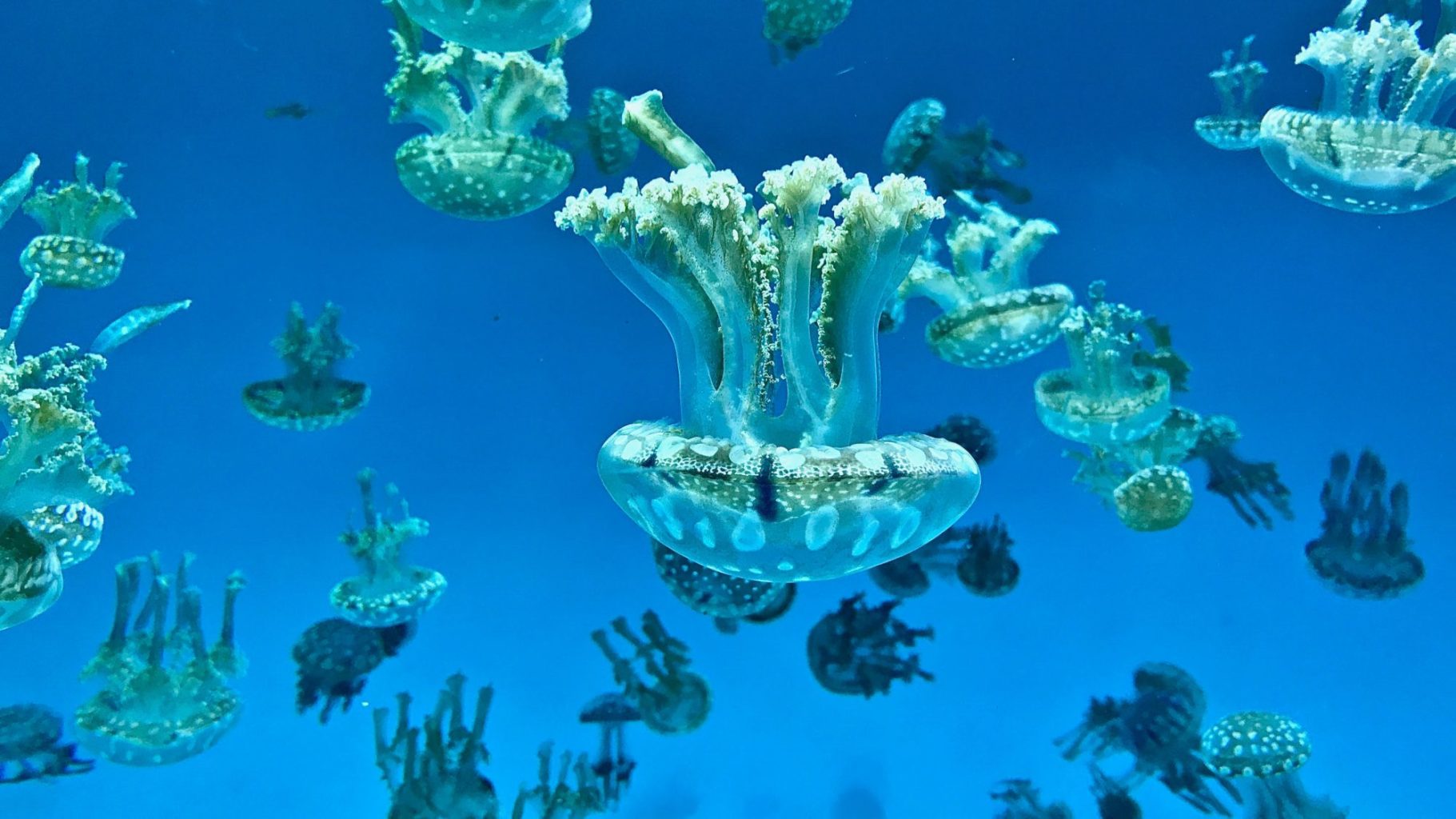 Méduses dans l’océan